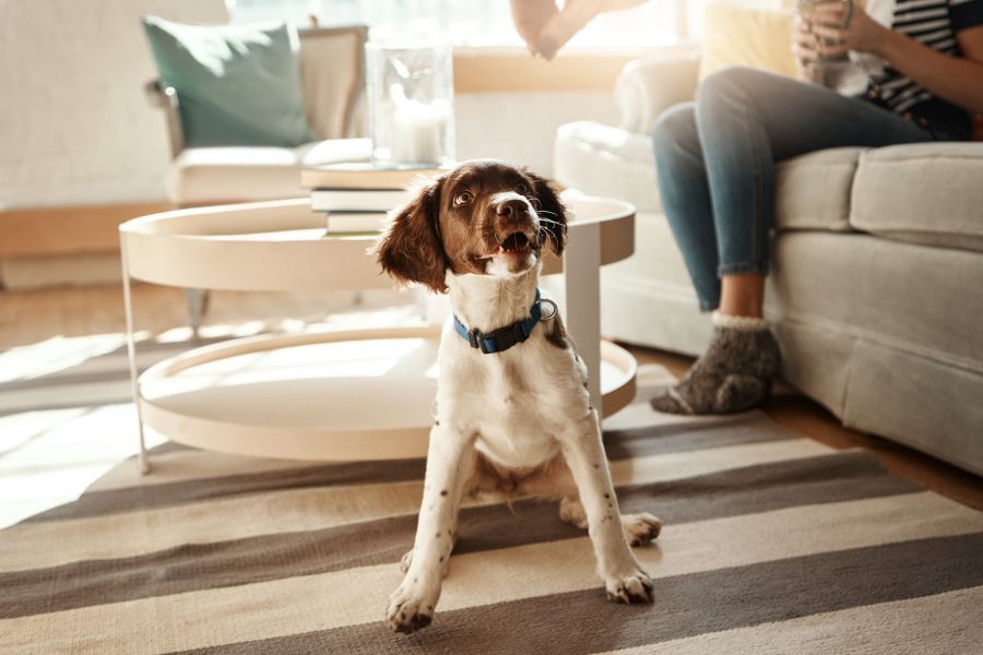 Pets, love and dog sitting in living room waiting for good dogs treat, training cute house pet on home floor. Animal lifestyle, loyalty and happy relationship with curious puppy on carpet with collar.